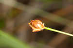 Bog yelloweyed grass